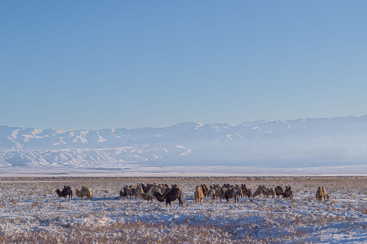 zu sehen ist eine große Herde Kamele mit Winterfell die auf der schneebedeckten Steppe nach fressbarem suchen. im Hintergrund ragen teilweise durch Dunst verschleierte schneebedeckte Berge auf.
